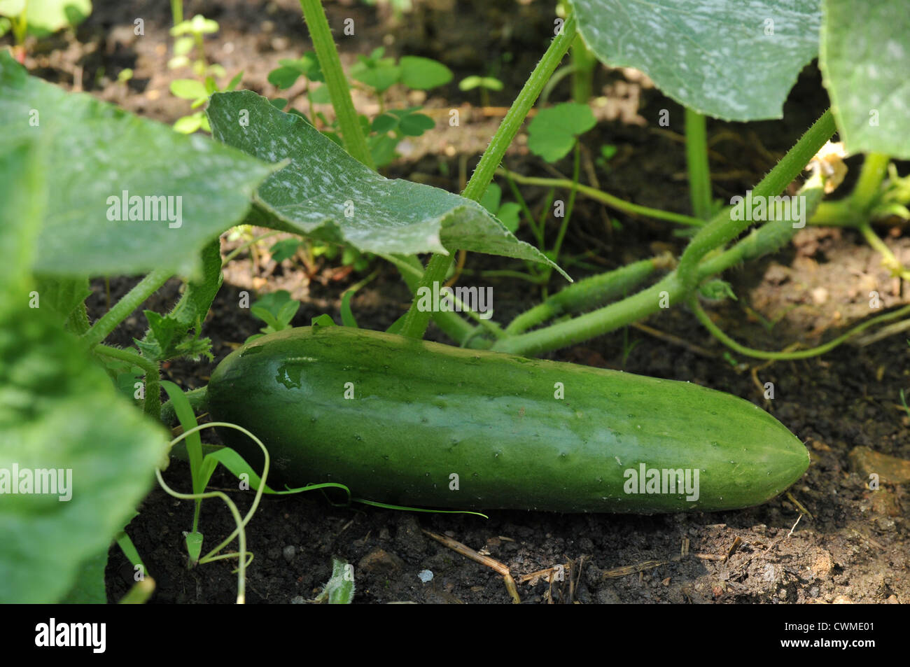 Cucumis sativus leaf hi-res stock photography and images - Alamy