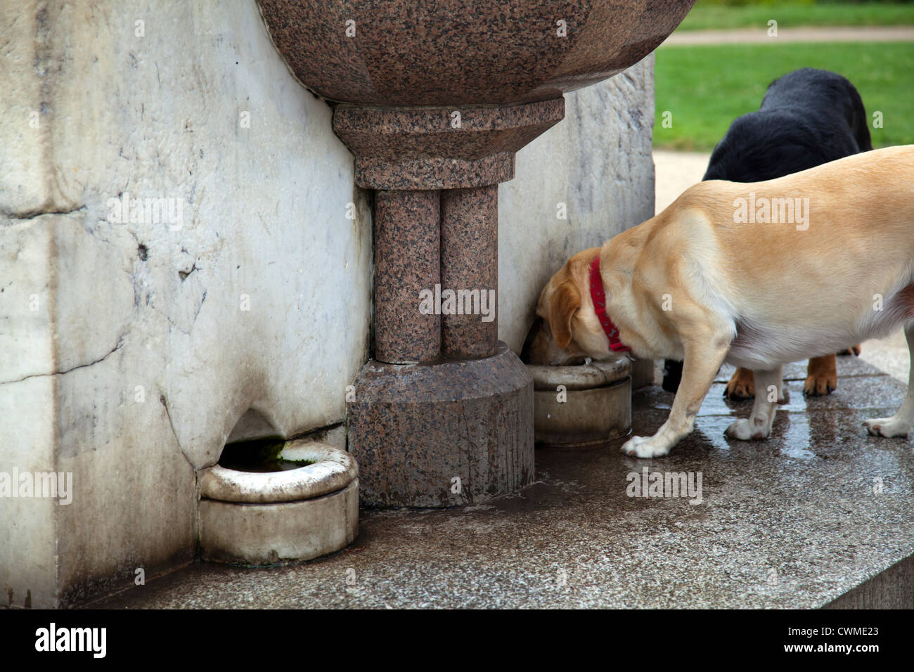 Dogs drinking at Sir Cowasjee Jehangir Fountain, Regent's Park, London Stock Photo Alamy