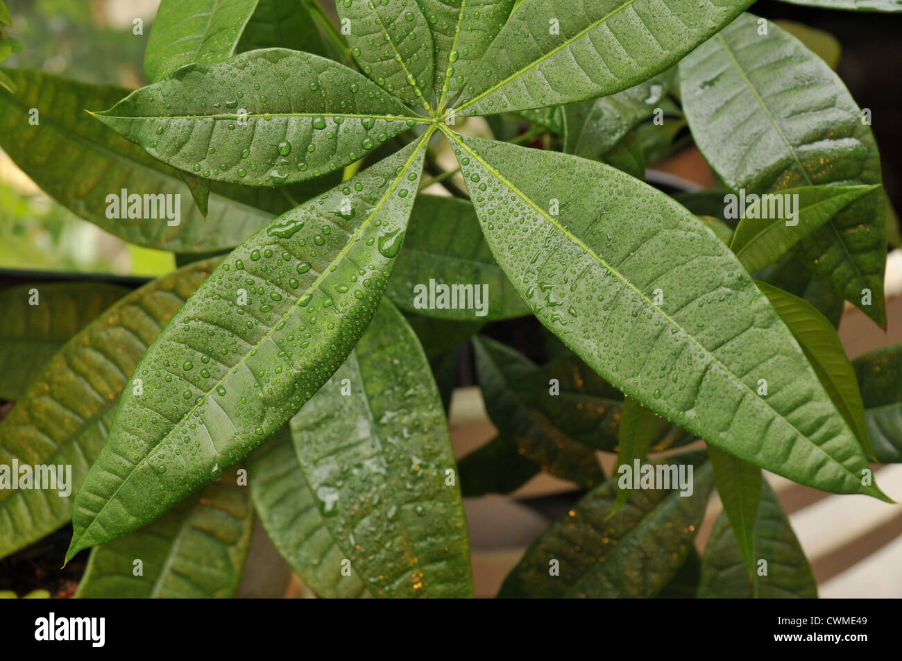 Pachira Aquatica High Resolution Stock Photography and Images - Alamy