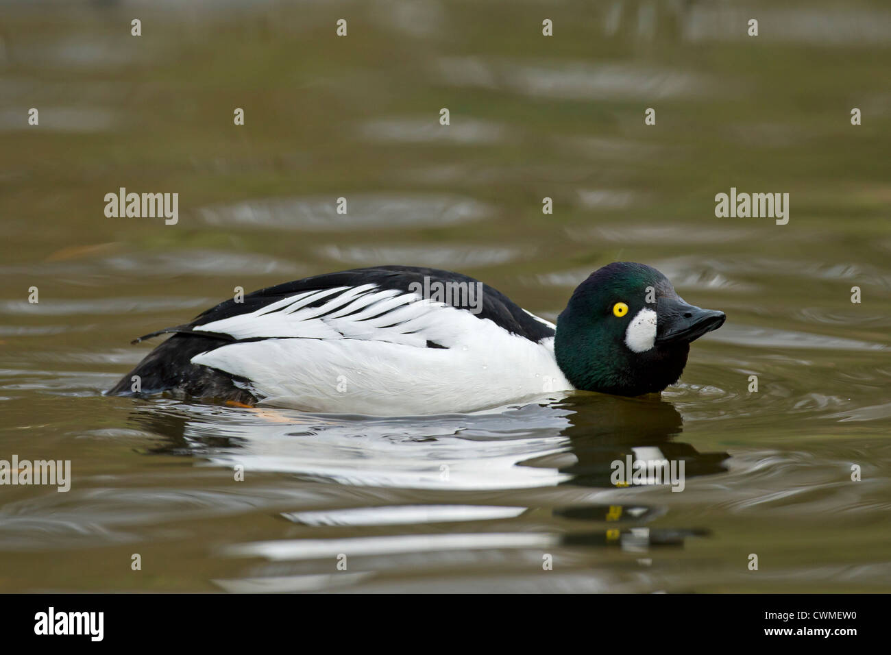 Common goldeneye (Bucephala clangula) male displaying on lake, Germany Stock Photo