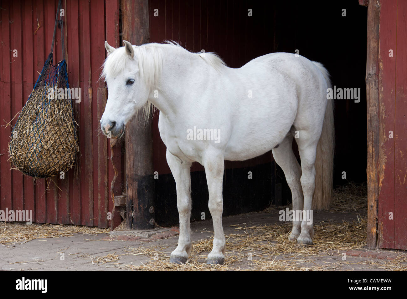 White horse (Equus caballus) stallion and hay bag hanging from stable, Germany Stock Photo