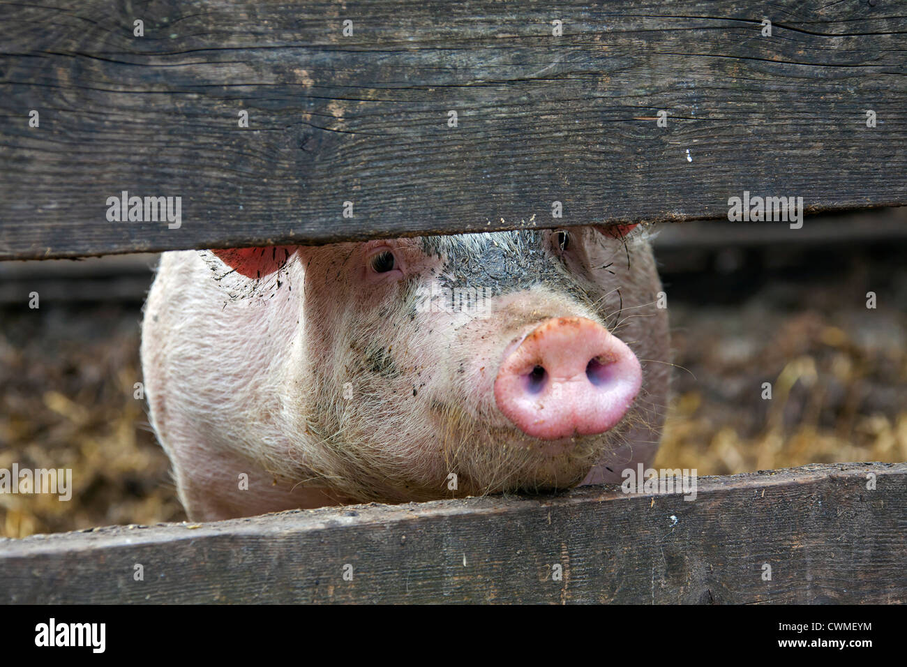 Curious domestic pig (Sus scrofa domesticus) looking through planks of wooden fence, Germany Stock Photo
