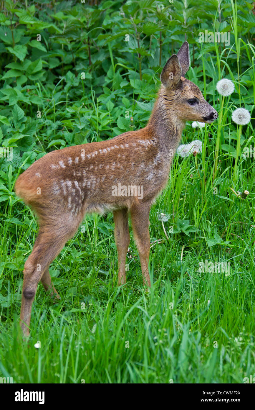 Roe Deer Capreolus Capreolus Fawn Among Vegetation In Forest s Edge roe-deer-capreolus-capreolus-fawn-among-vegetation-in-forest-s-edge