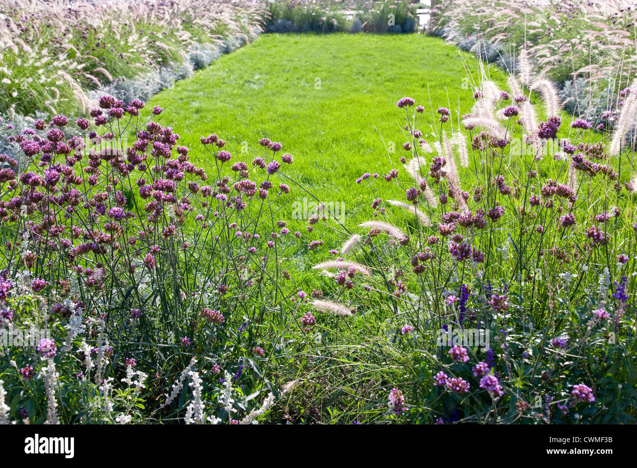 Pennisetum+verbena+bonariensis+sporys hi-res stock photography and images -  Alamy