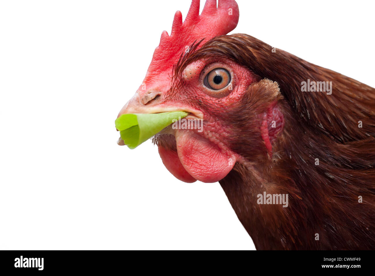 A hens head cutout on a white background. Stock Photo