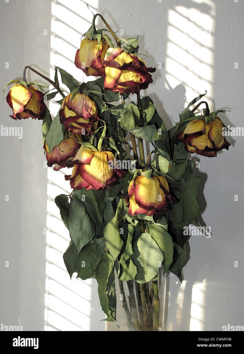 Dried roses and withered roses hi-res stock photography and images - Alamy