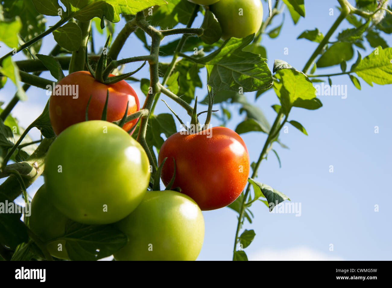 Green and Red Tomatoes on a plant against blue sky Stock Photo - Alamy