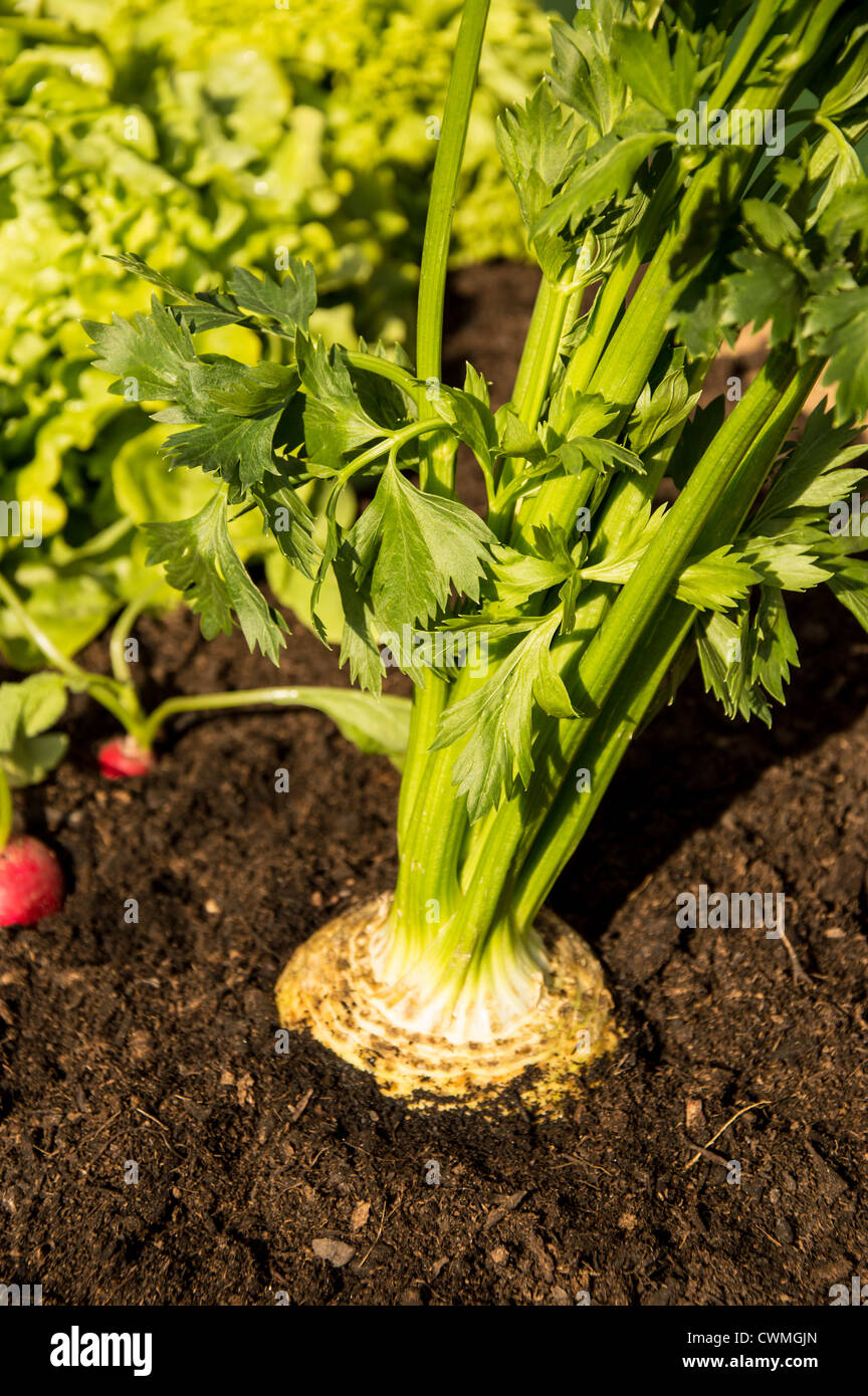 Fresh Celery macro view in the garden Stock Photo