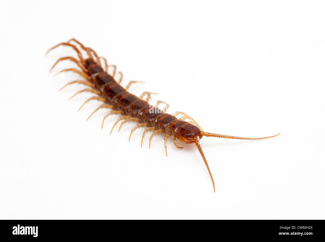 centipede Stock Photo