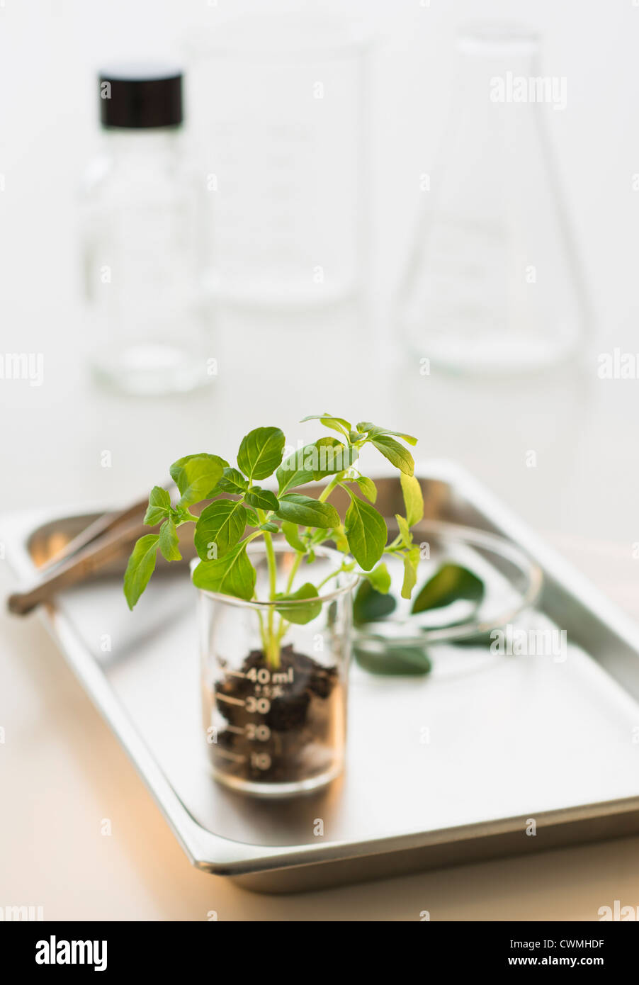 Seedling in beaker on tray Stock Photo - Alamy