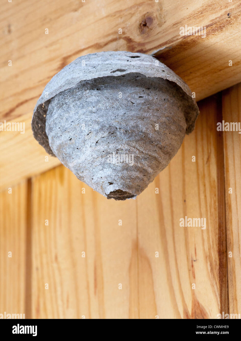 small wasp nest at early stage of stage development in 