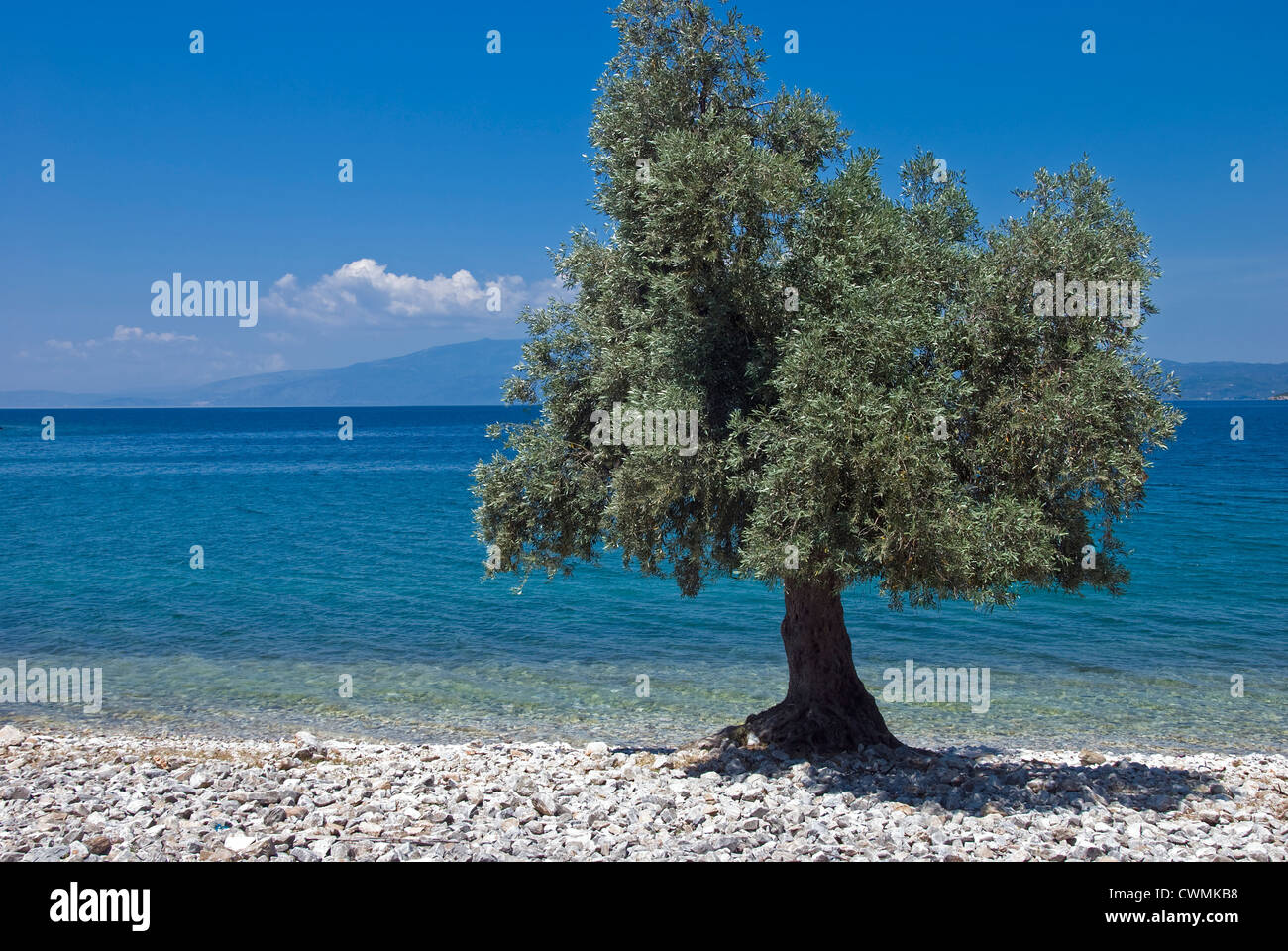 Olive tree on the beach (Pelion peninsular, Thessaly, Greece) Stock Photo