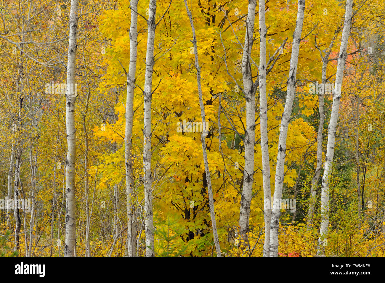 Aspen woodlot with sugar maple tree, Espanola, Ontario, Canada Stock