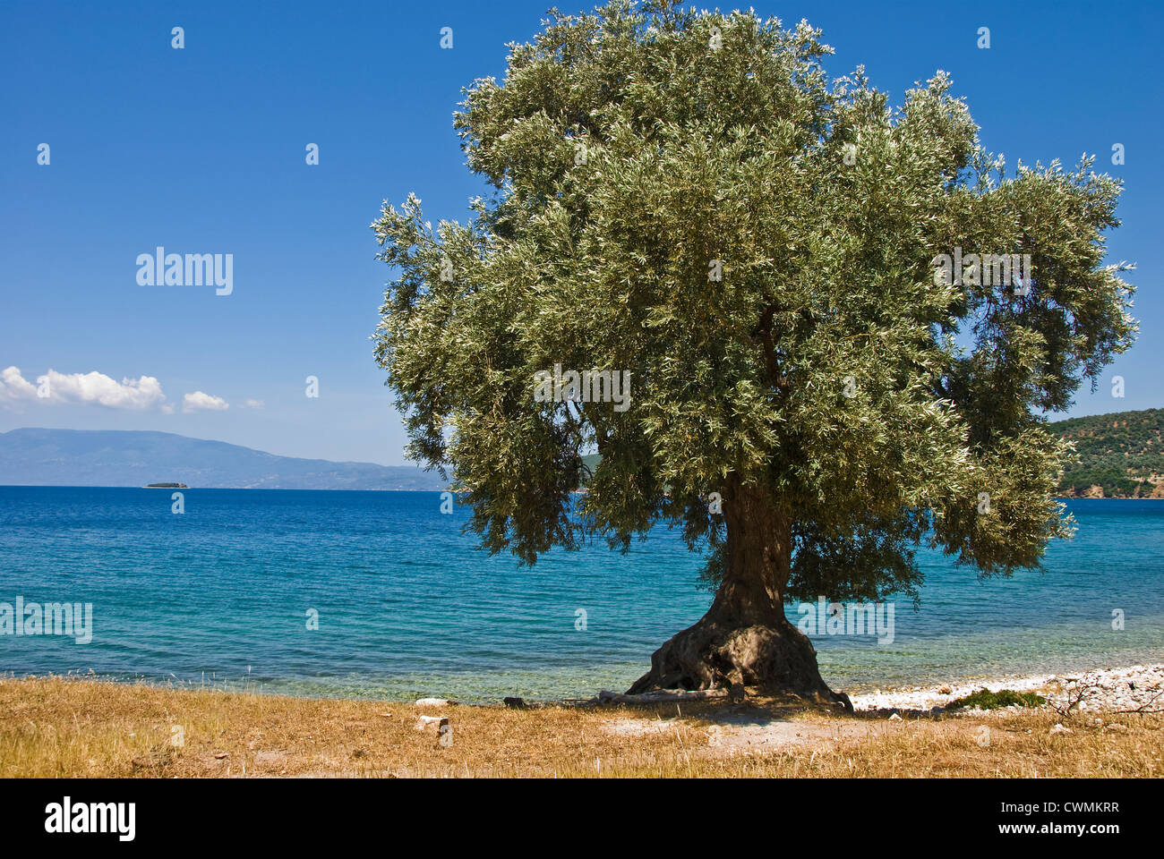 Olive tree on the beach (Pelion peninsular, Thessaly, Greece) Stock Photo