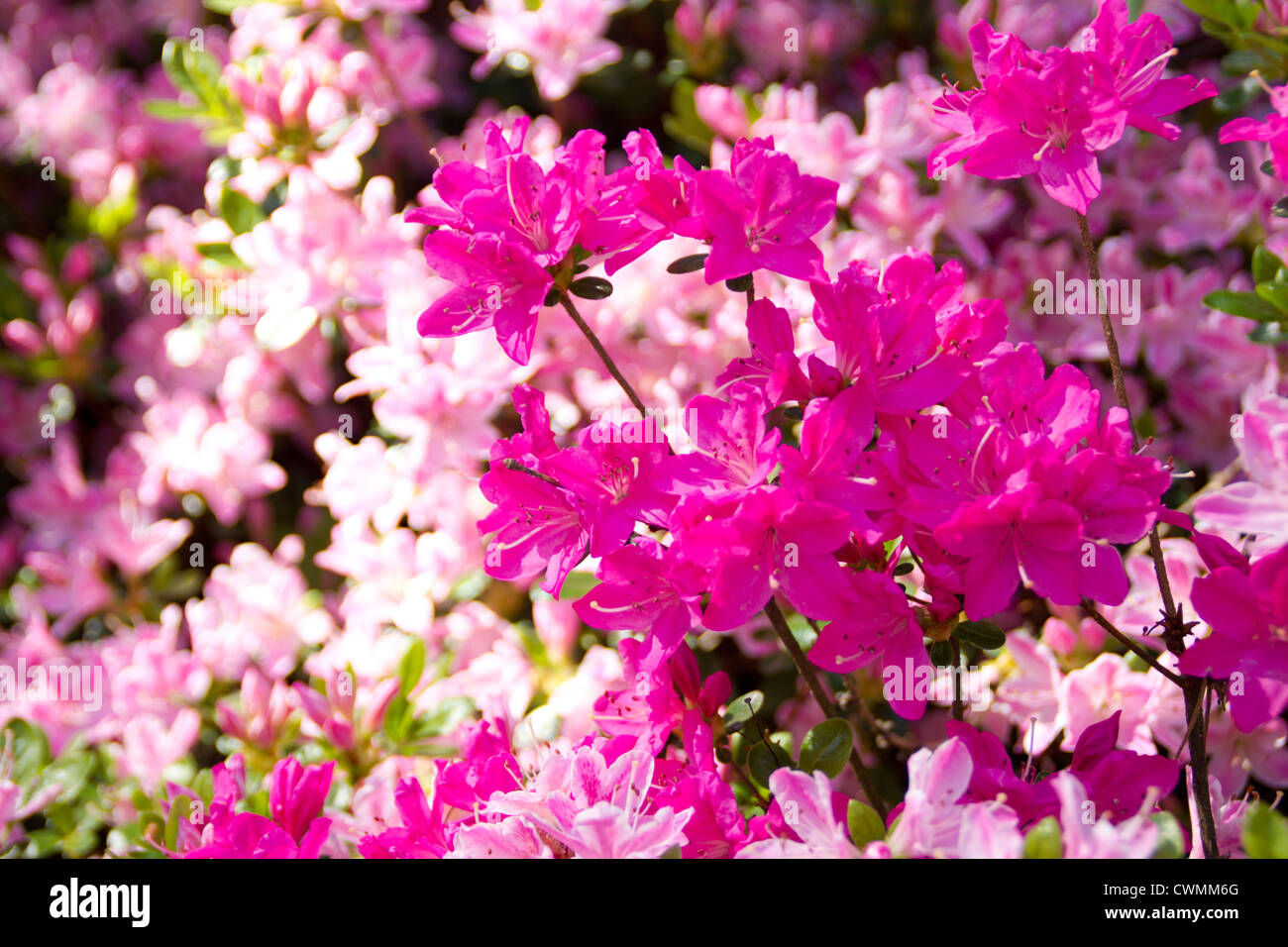 Rose Tree Rhododendrum Rose rhododendron hi-res stock photography and images - Alamy