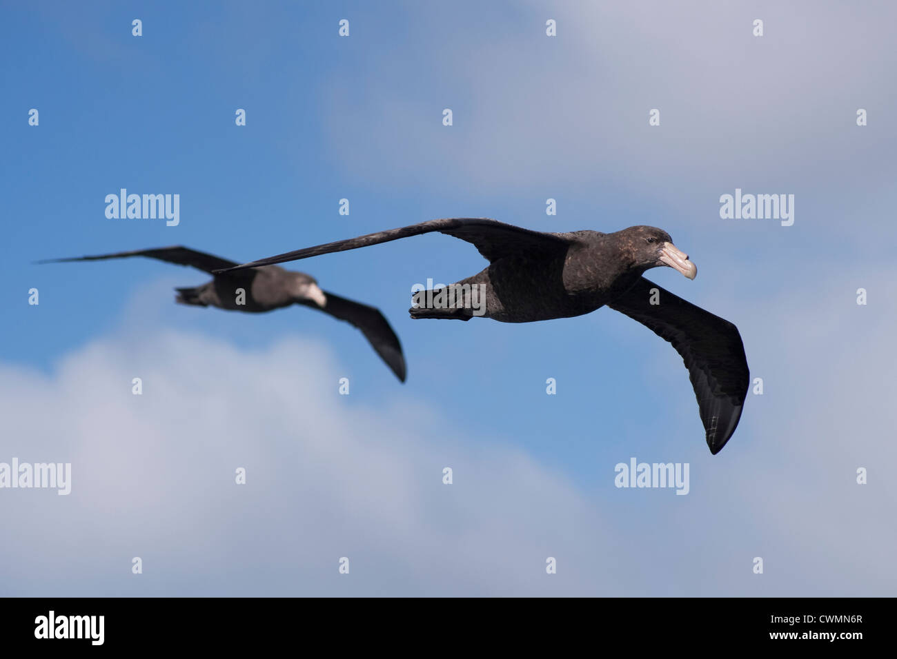 Southern Giant Petrels, Macronectes giganteus, Gough Island, South Atlantic Ocean Stock Photo