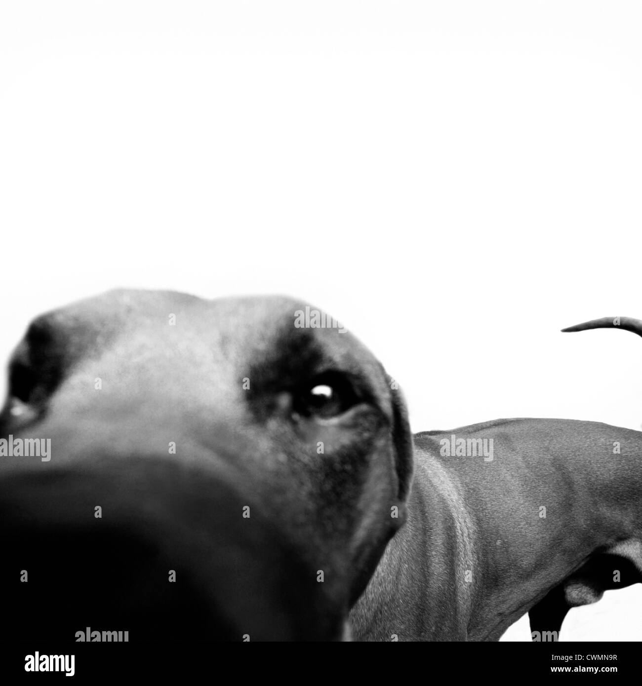 Dog face to face Black and White Stock Photos & Images Alamy