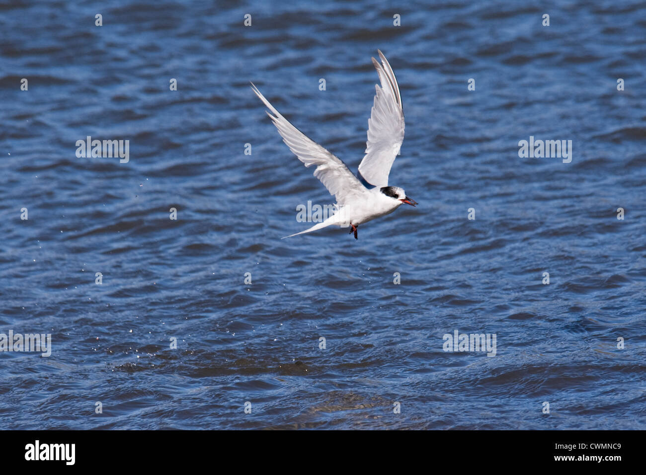 Antarctic Tern (Sterna vittata) adult animal in flight with Krill in its mouth. South Georgia, South Atlantic Ocean. Stock Photo