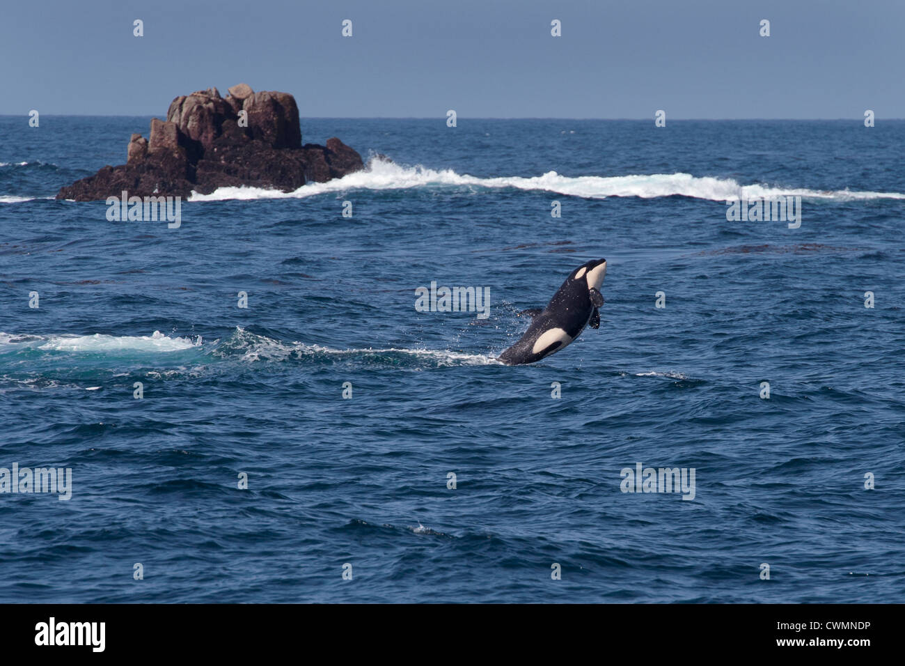 Juvenile Transient Killer Whale or Orca (Orcinus orca), breaching, Monterey, California, Pacific Ocean. Stock Photo