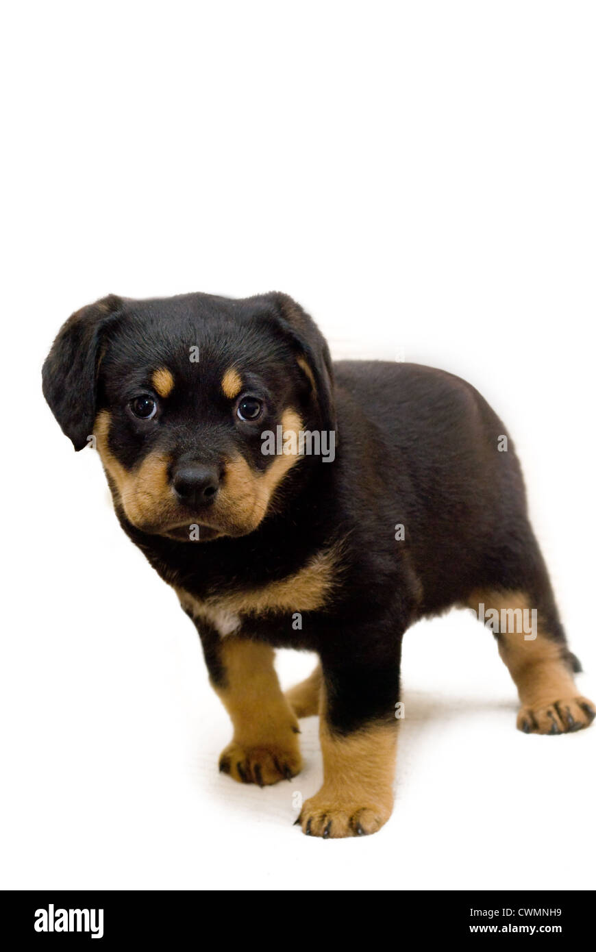 Rottweiler puppy hi-res stock photography and images - Alamy