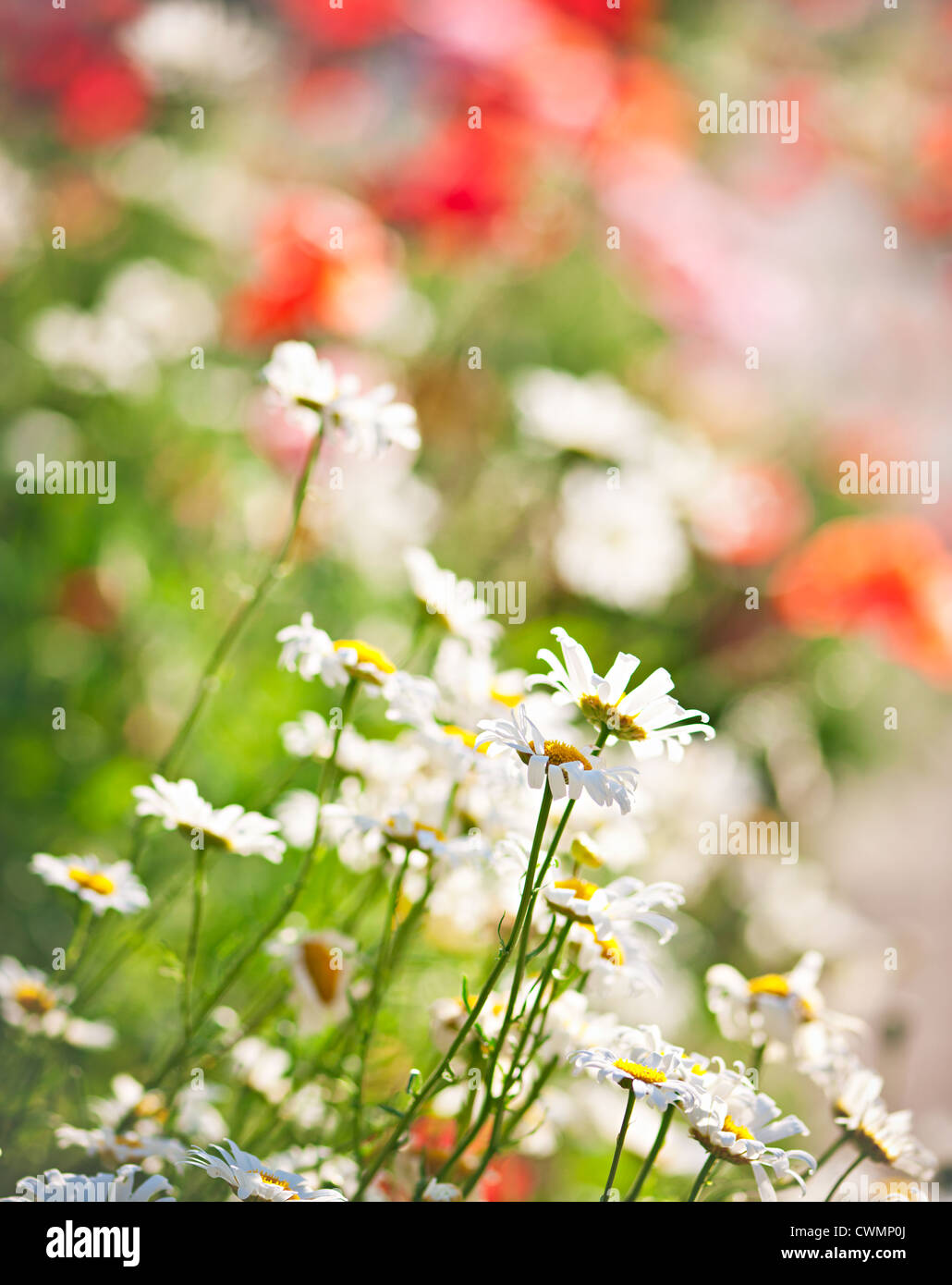 Colorful summer meadow with blooming daisies and poppies Stock Photo