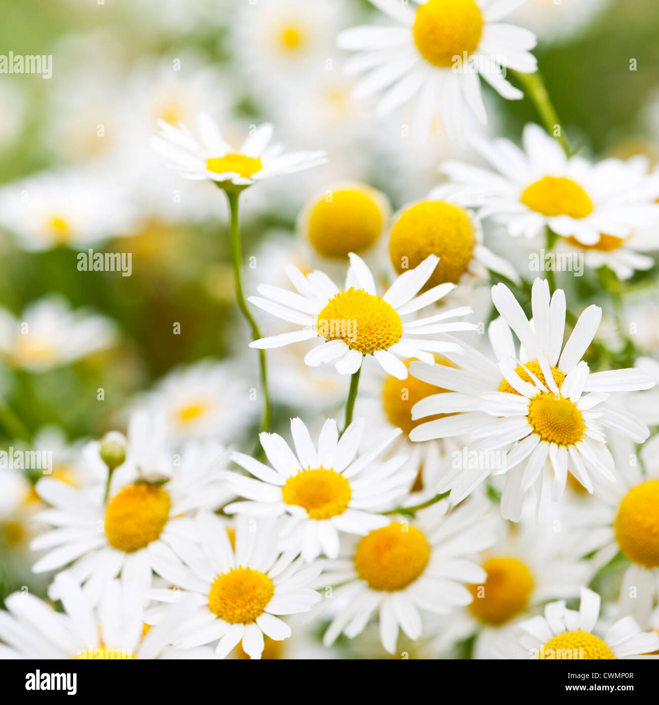 Flowering chamomile growing in summer meadow close up Stock Photo