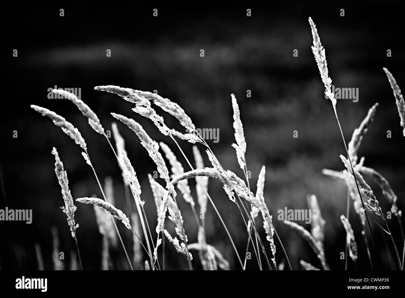 Tall wild grass stalks growing in black and white Stock Photo