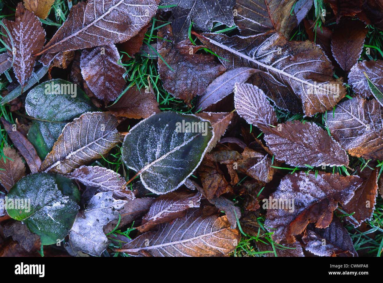 Frost of ground hi-res stock photography and images - Alamy