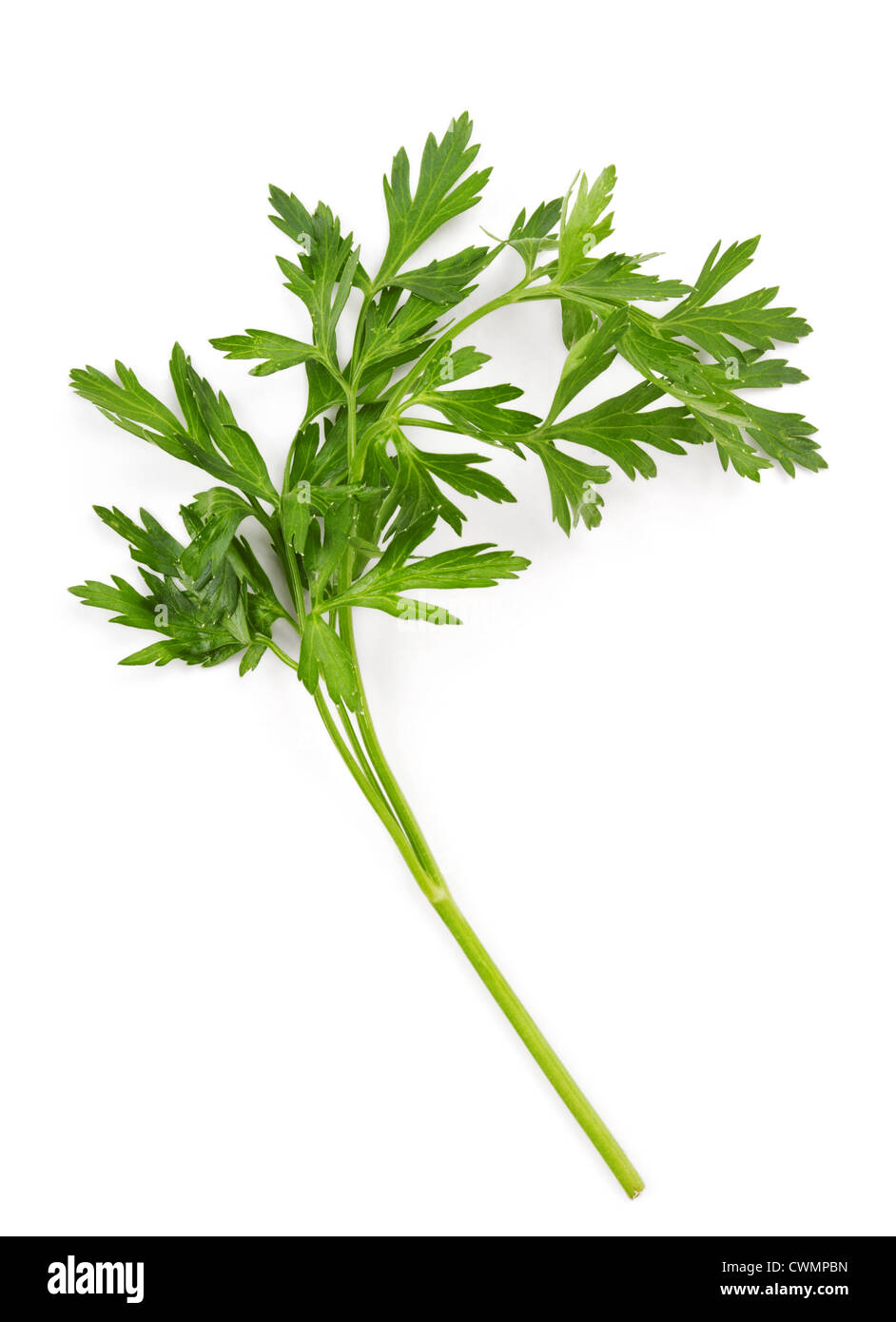 parsley bunch isolated on white background Stock Photo Alamy