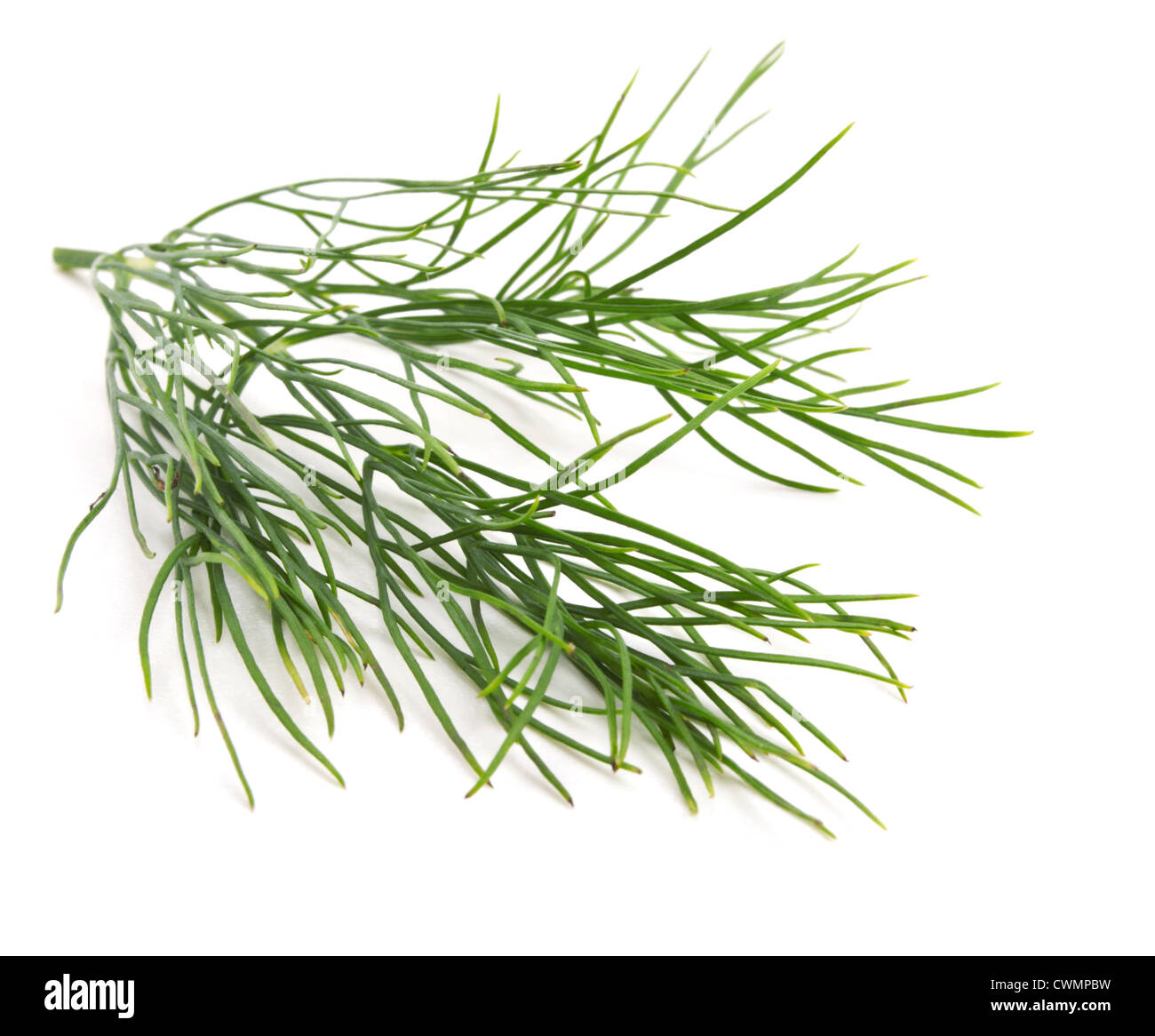 dill bunch isolated on white background Stock Photo - Alamy