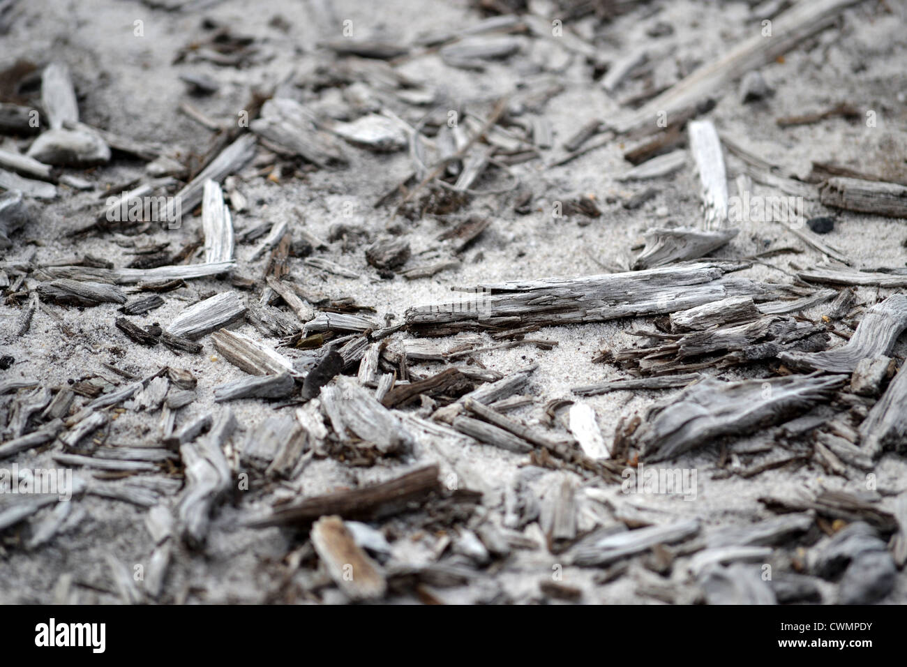 old dry wood chips and bark on the sand Stock Photo Alamy