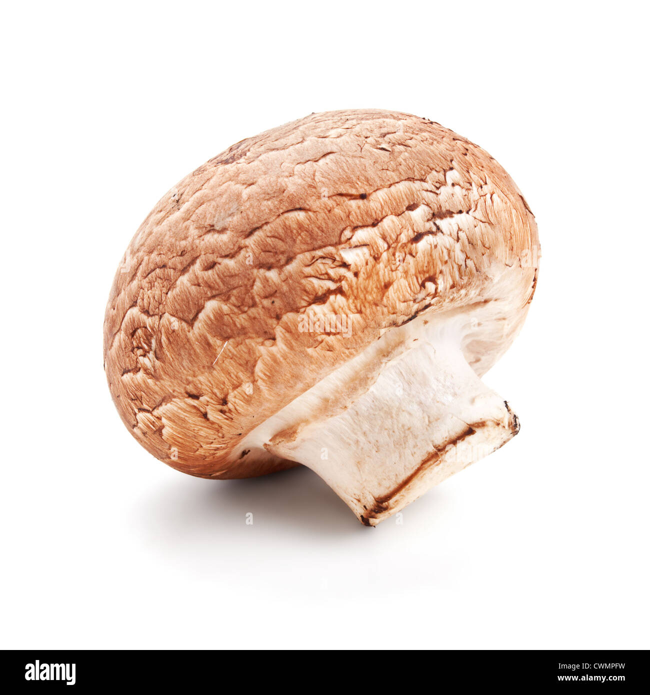 fresh mushroom champignon isolated on white background Stock Photo