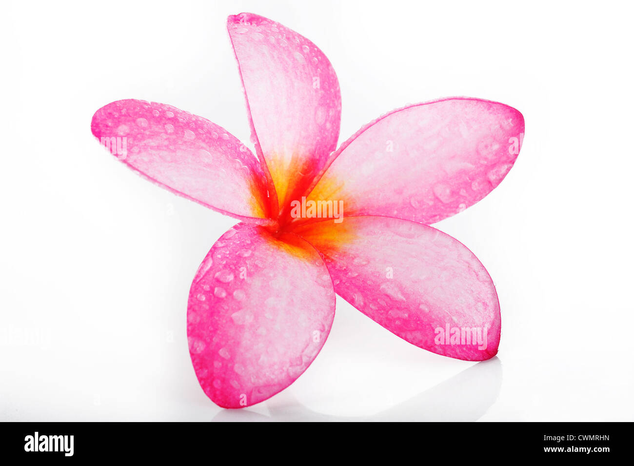plumeria on white background Stock Photo - Alamy