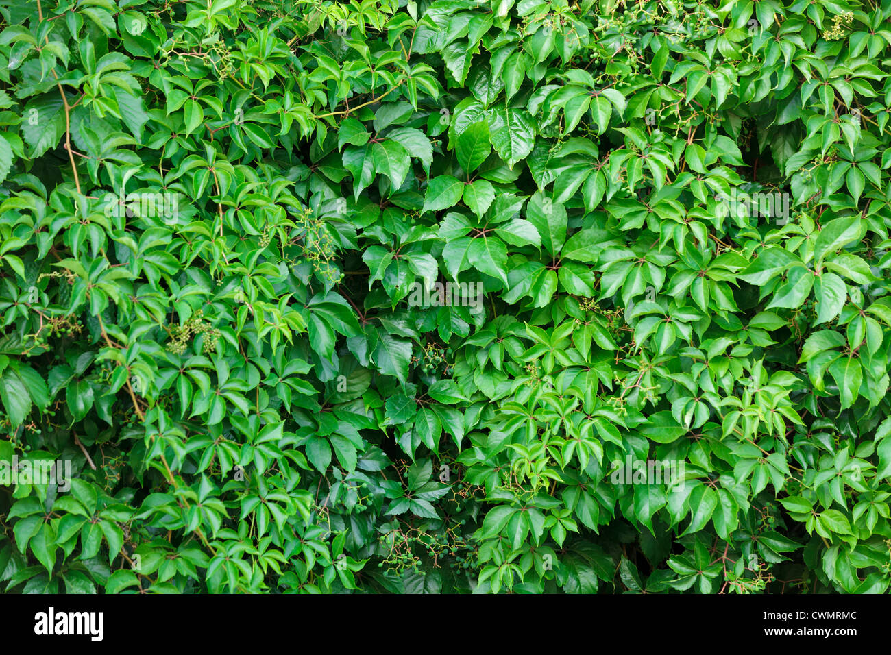 Creeper plant hi-res stock photography and images - Alamy