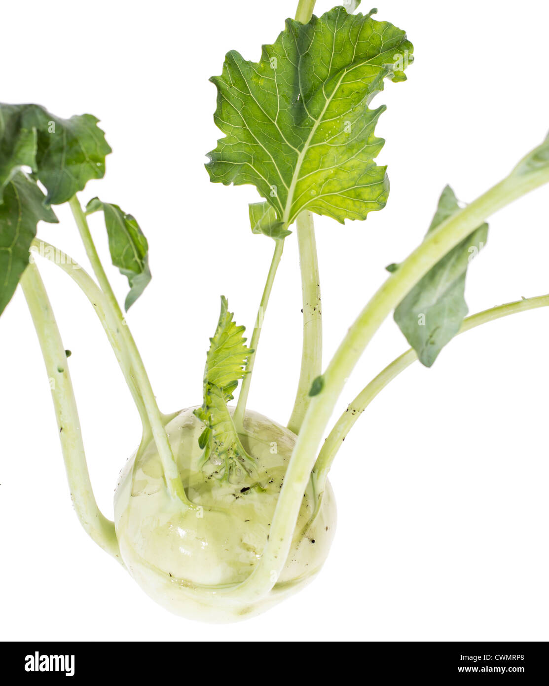 Fresh Kohlrabi isolated on white background Stock Photo Alamy