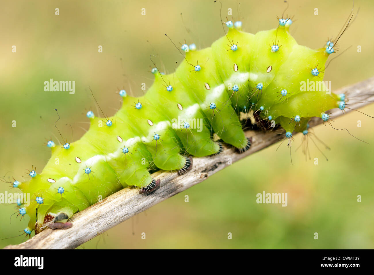 big caterpillar of Saturnia pyri giant moth Stock Photo