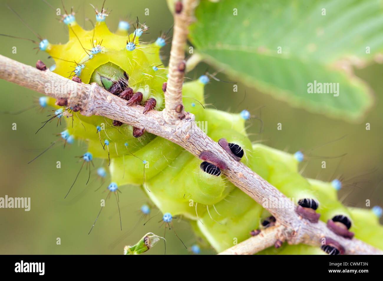 big caterpillar of Saturnia pyri giant moth on tree branch Stock Photo