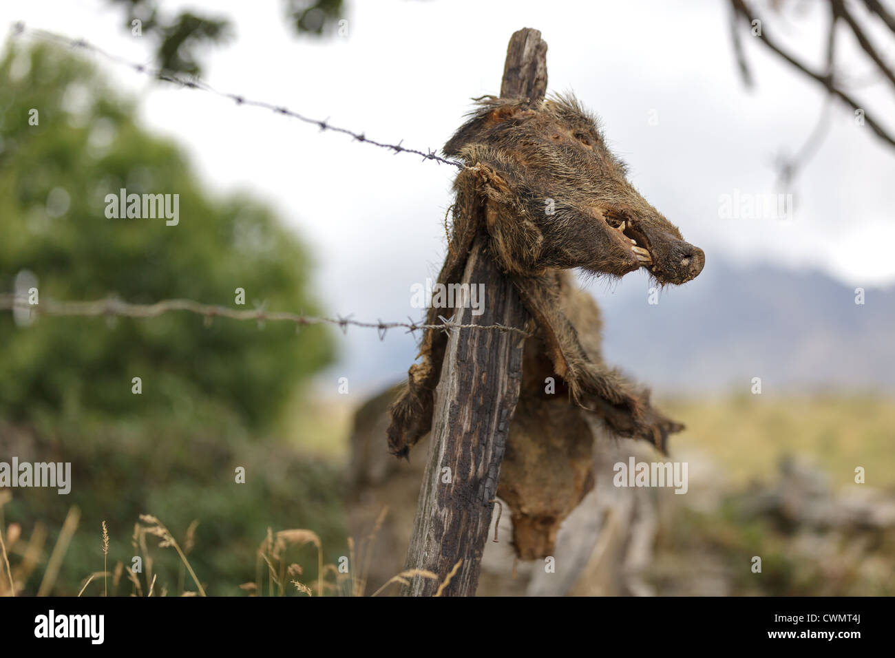 impaled wild boar corpse on field fence, no trespassing Stock Photo