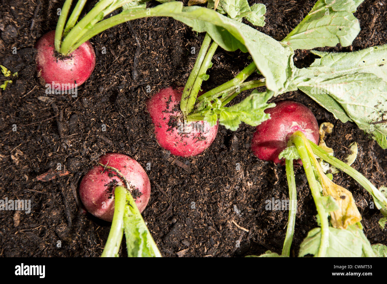 Radish plants in the garden Stock Photo Alamy