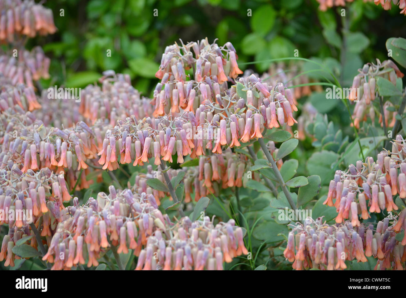 Bell Flowers Stock Photo