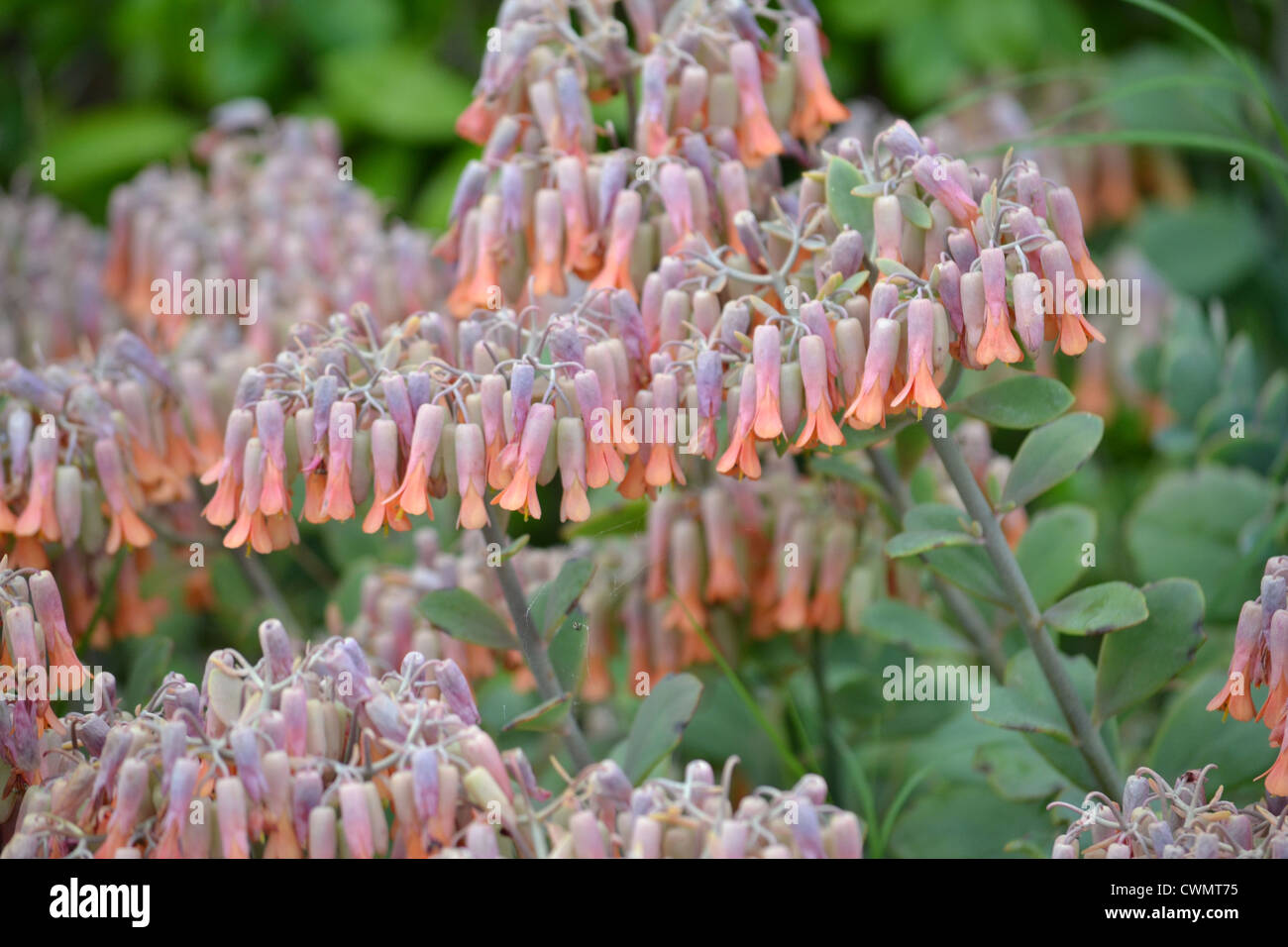 Bell Flowers Stock Photo