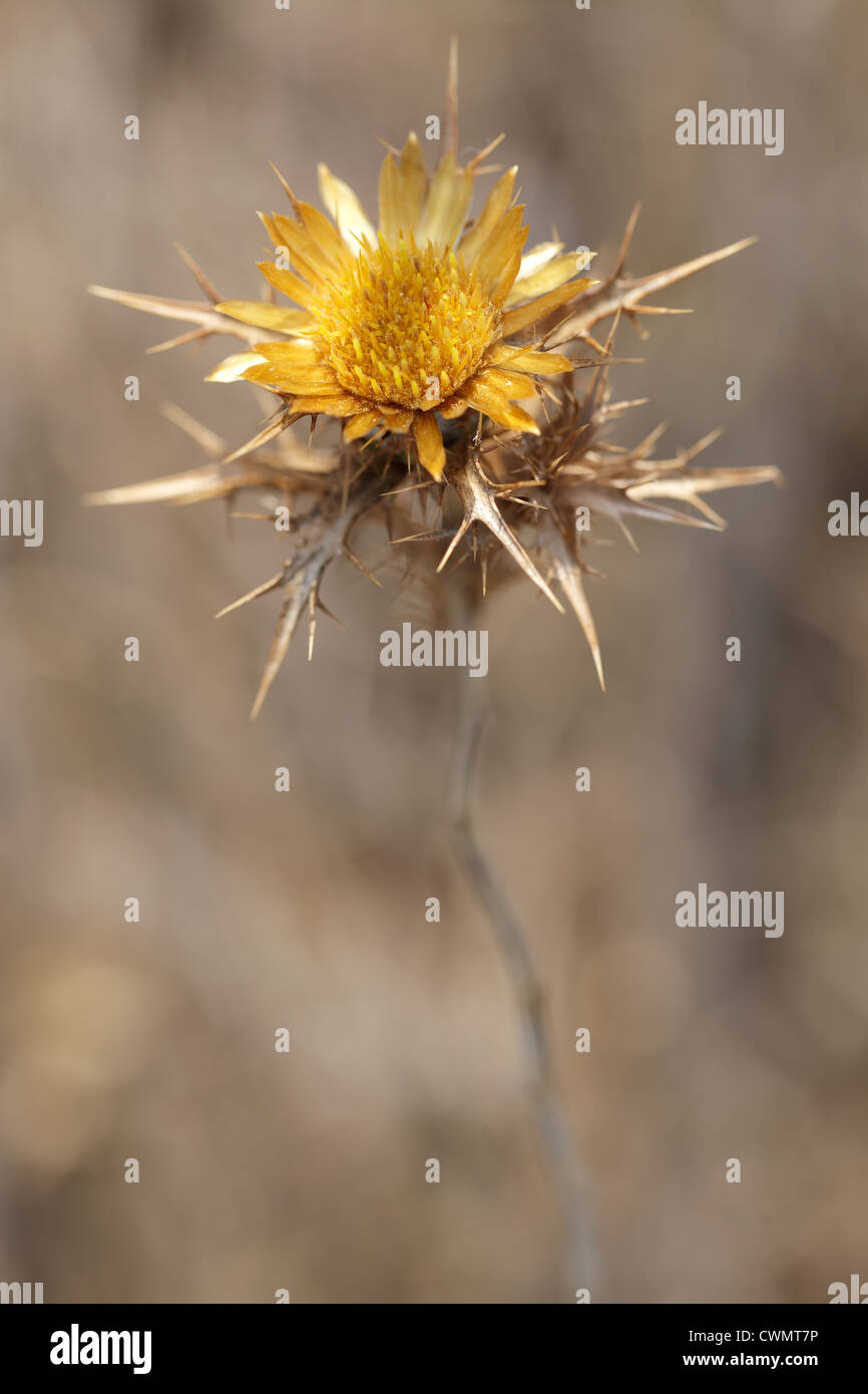 orange thistle dry wildflower, shallow depth of field Stock Photo Alamy