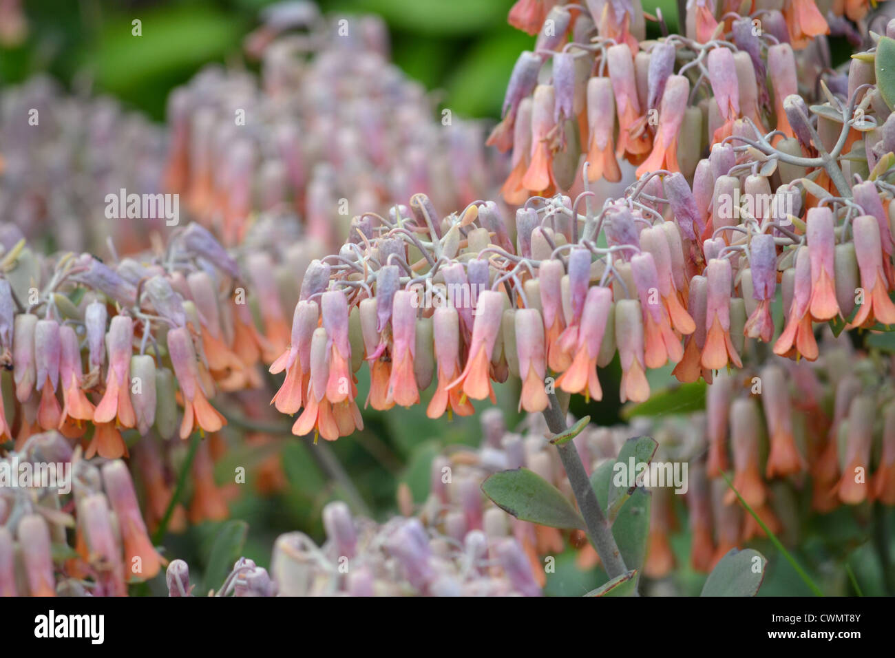 Bell Flowers Stock Photo Alamy