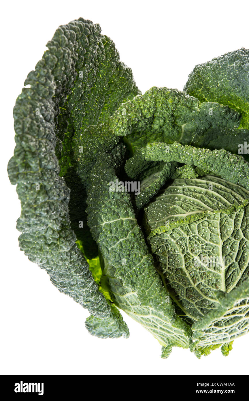 Savoy isolated on white background Stock Photo Alamy