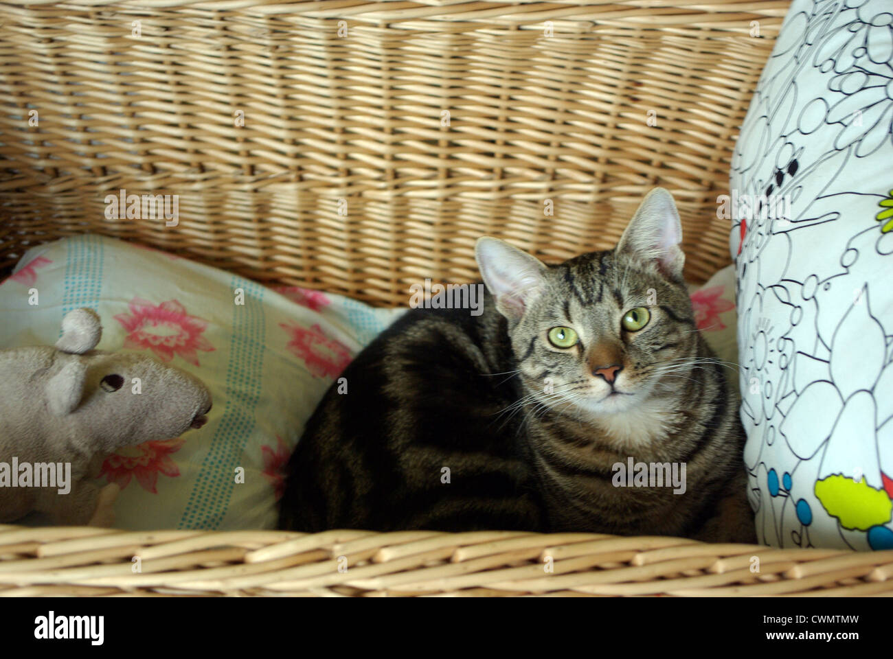 Cat In Laundry Basket High Resolution Stock Photography and Images Alamy