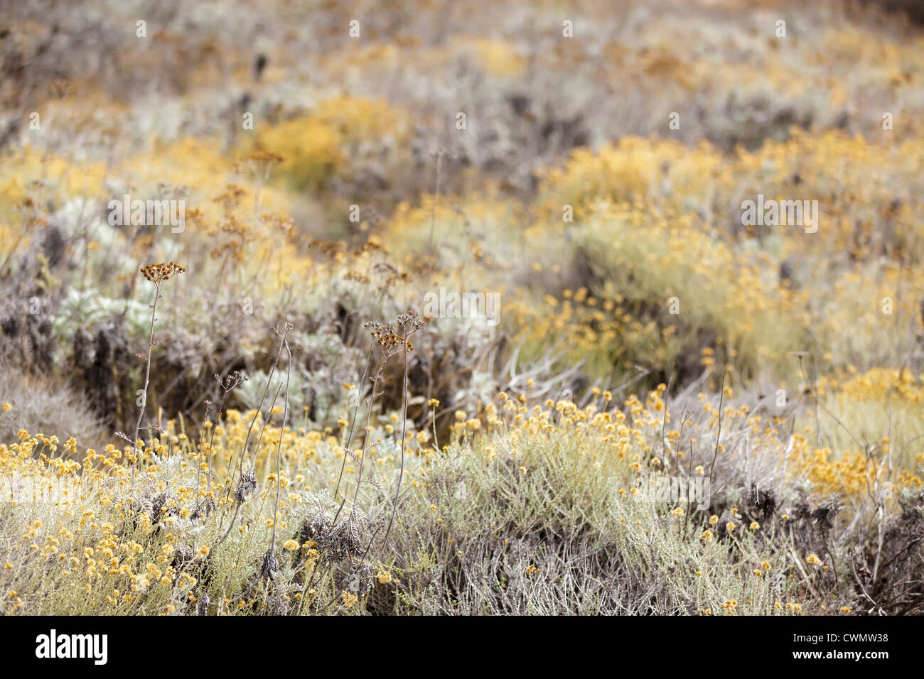 dry everlasting yellow flowers field, selective focus Stock Photo