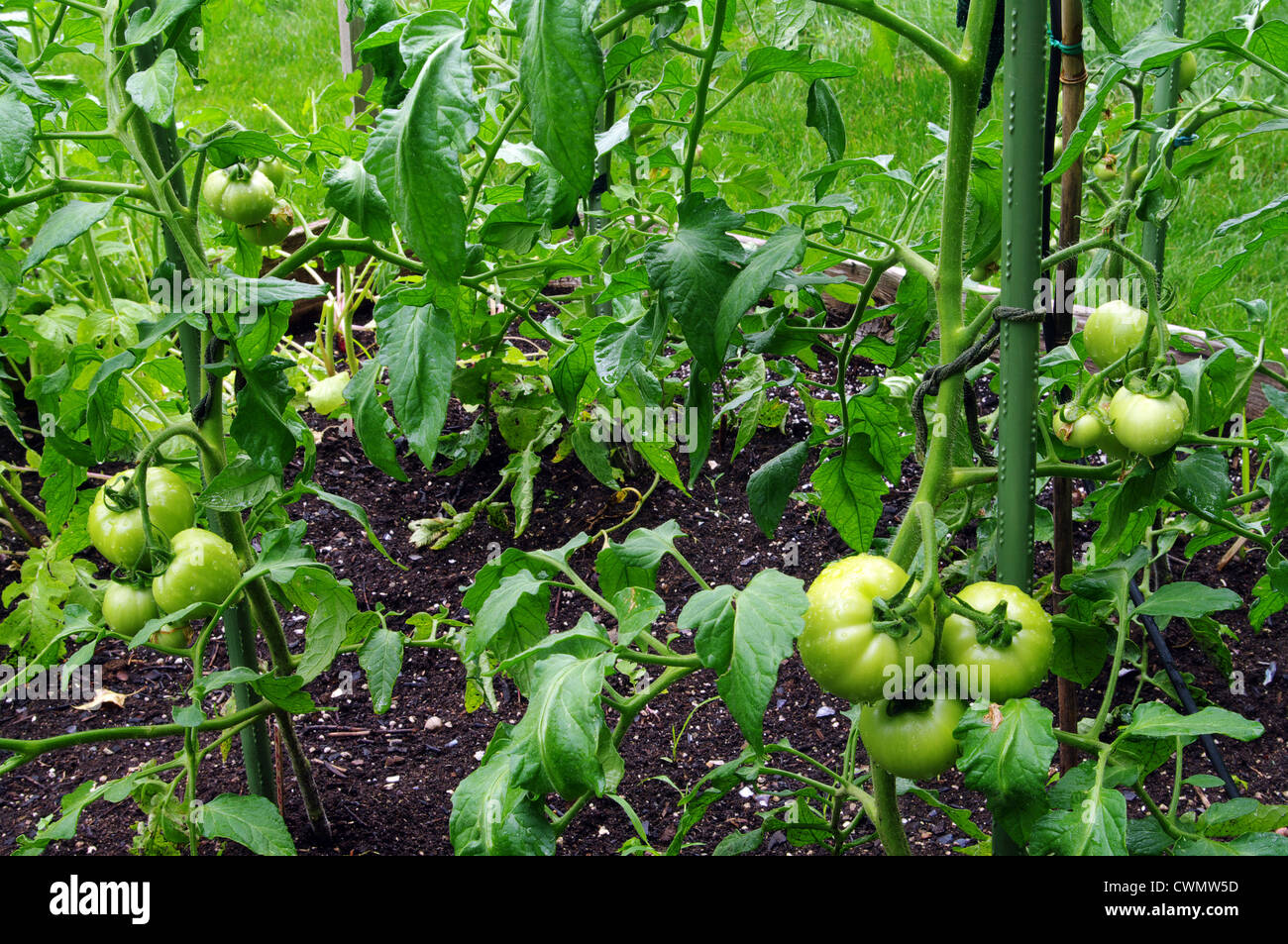 Tomatoes ripening on the vine Stock Photo Alamy