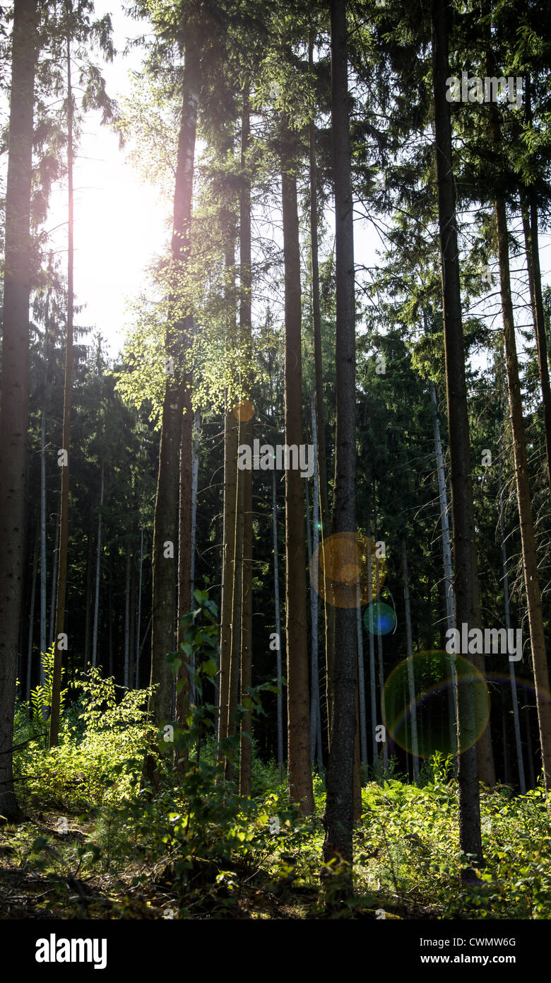 Tall trees in a sunny forest Stock Photo - Alamy