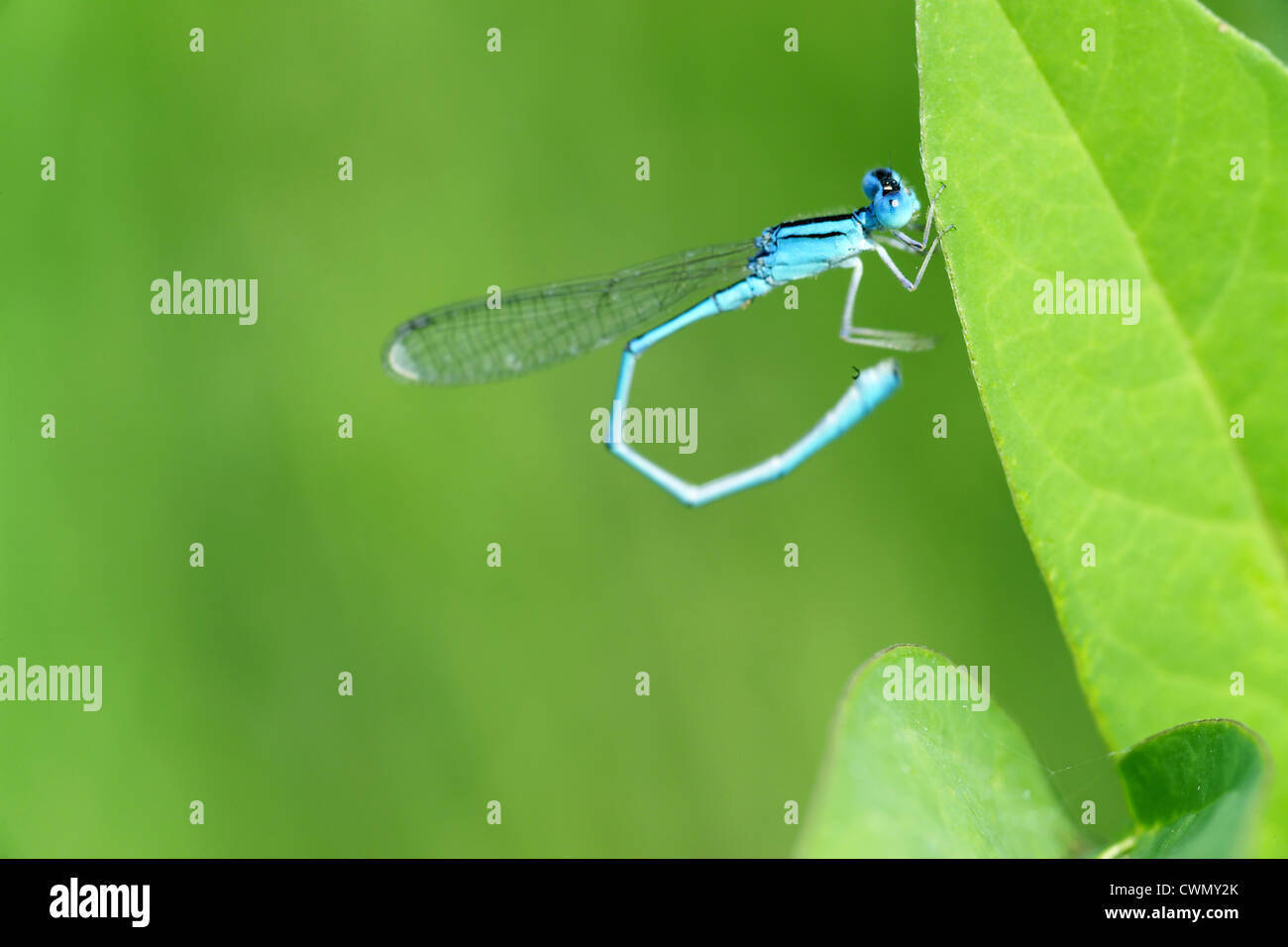 Blue damselfly resting on green leaf Stock Photo - Alamy