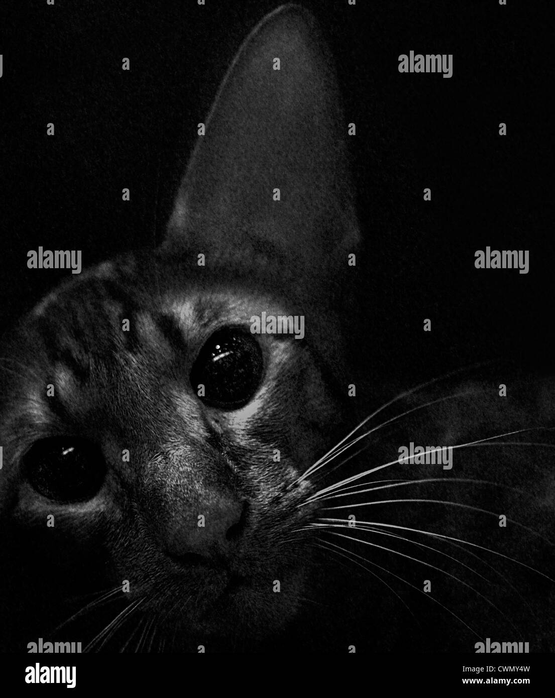 Detail of Cat Face Stock Photo Alamy